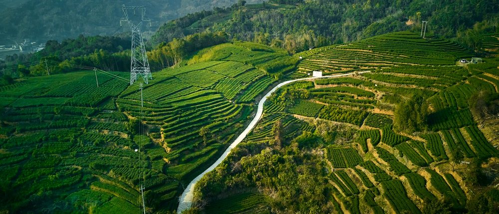 磻溪高山生态茶园：盘山公路环绕的梯状茶园