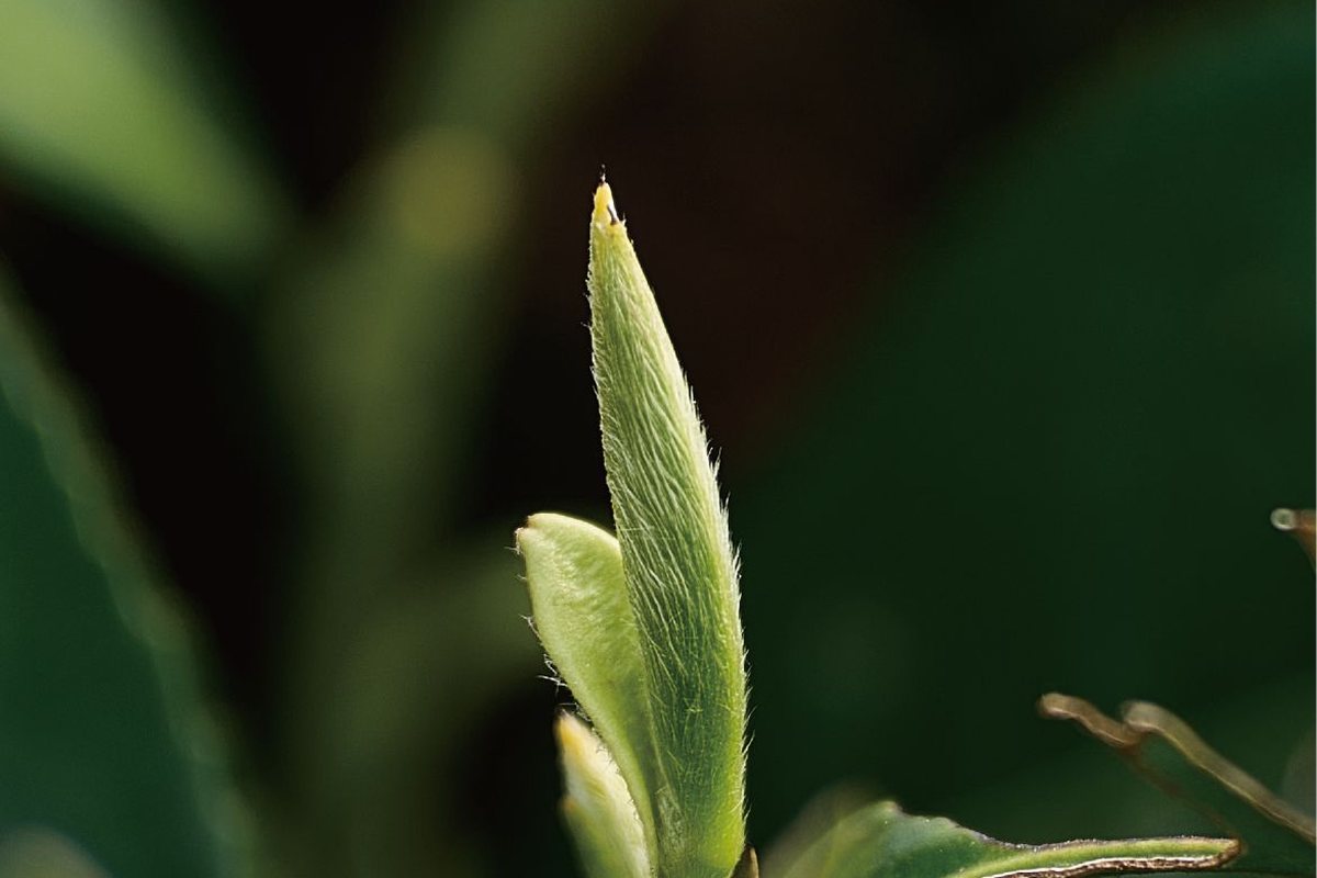 磻龙号白茶茶芽